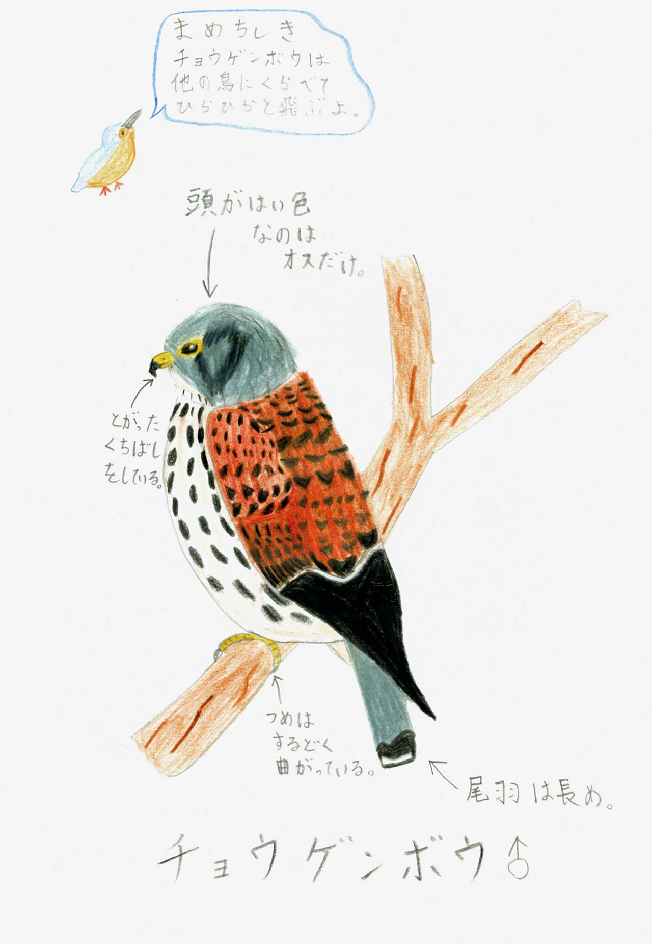 ひーくんの鳥図鑑