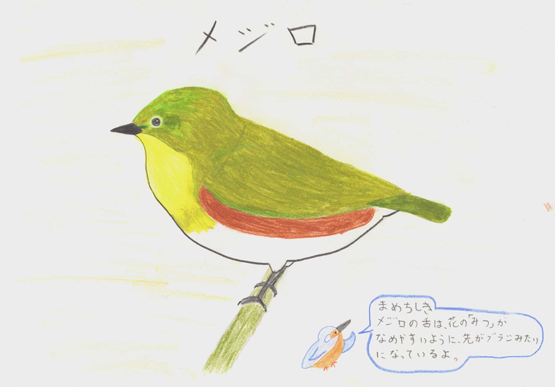 ひーくんの鳥図鑑